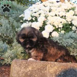Bingo, Lhasa Apso Puppy